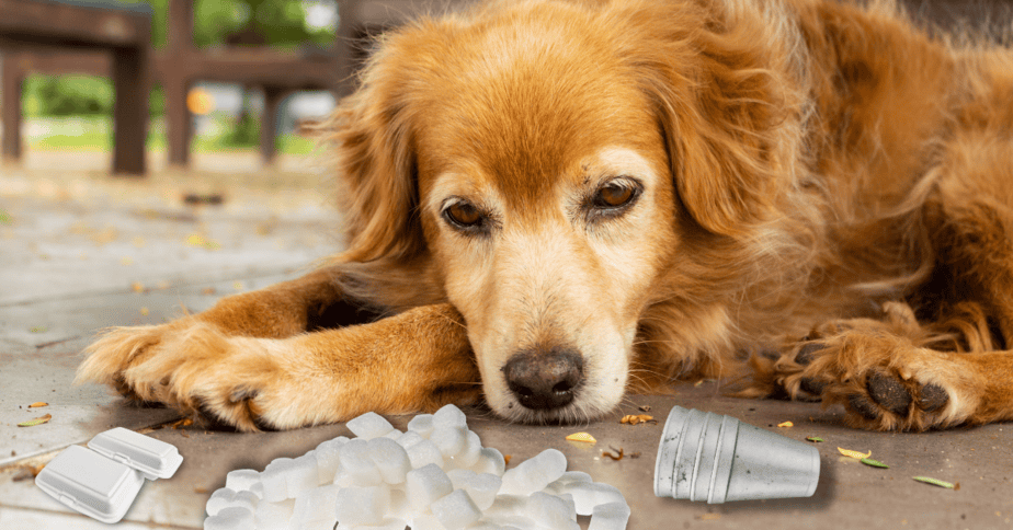 Dog ate shop styrofoam cup